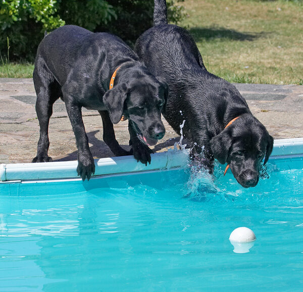 Look, if we splash the water we'll draw the ball in closer to us