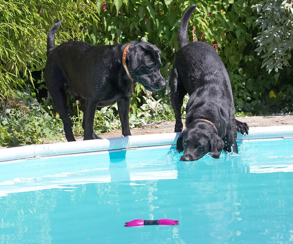 There must be a way of getting that bone without getting wet
