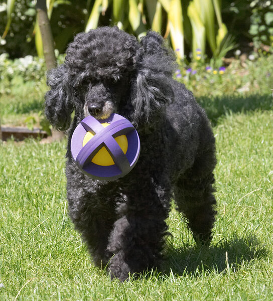 This ball weighs almost as much as me