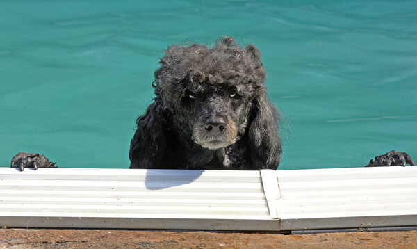 I'm looking for the poolside bar