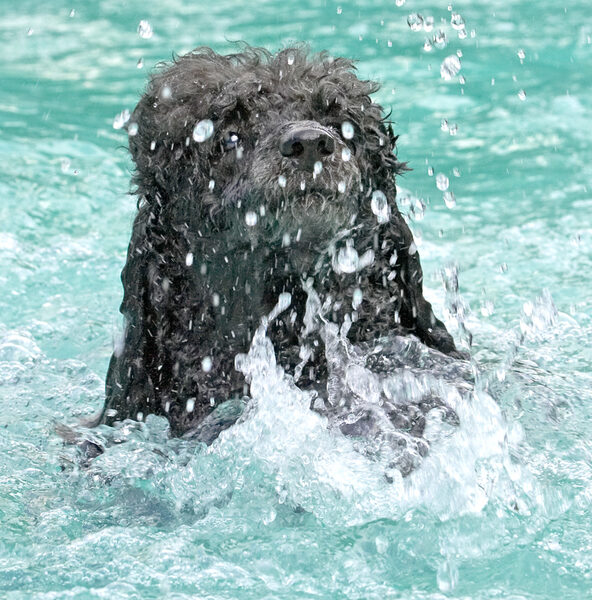 Splish splash