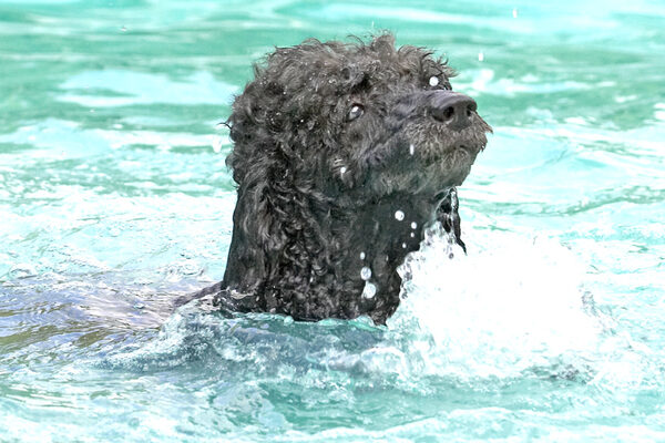 Here's my Loch Ness monster impersonation