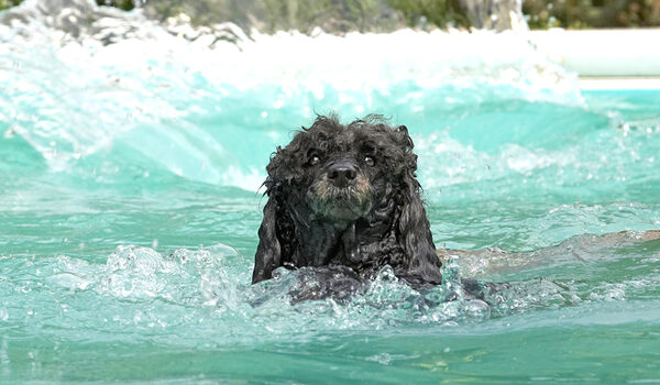 Aaarrrgghhh, Poseidon