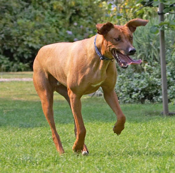 I'll get the ball