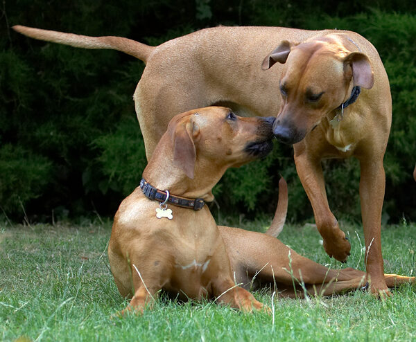 Are you gonna come play?