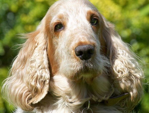 Mr Handsome
