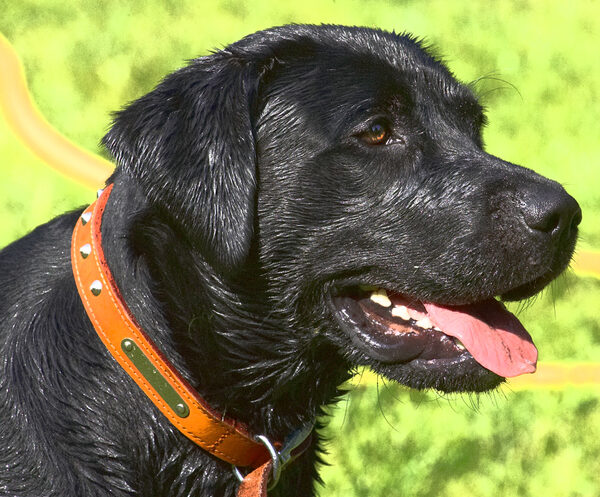Don't I look handsome in my new collar
