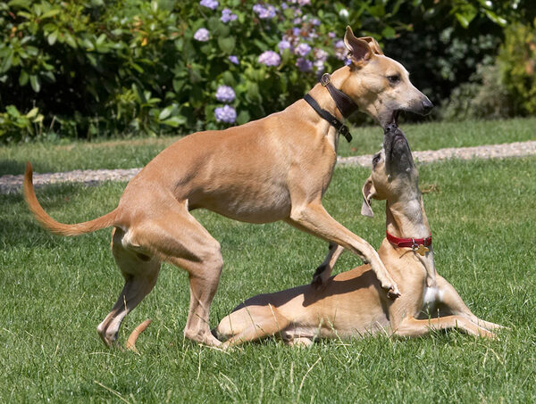 C'mon Kipper, it's playtime