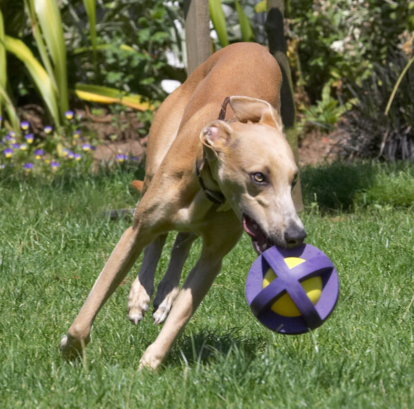 No ball is too big for me