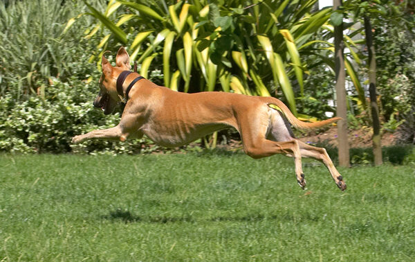With a bound and a leap...........
