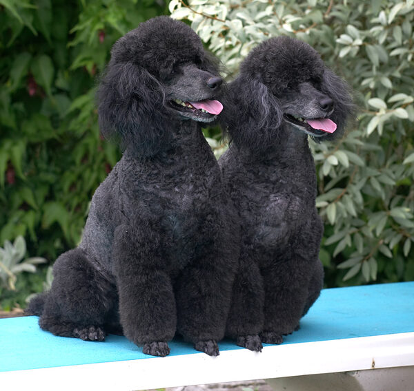 Tongues out, we're ready for our cookies