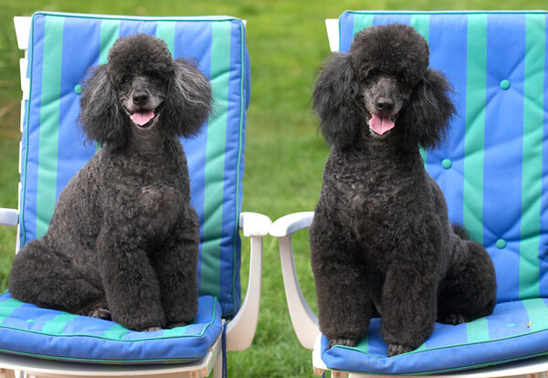 Just back from the hairdresser