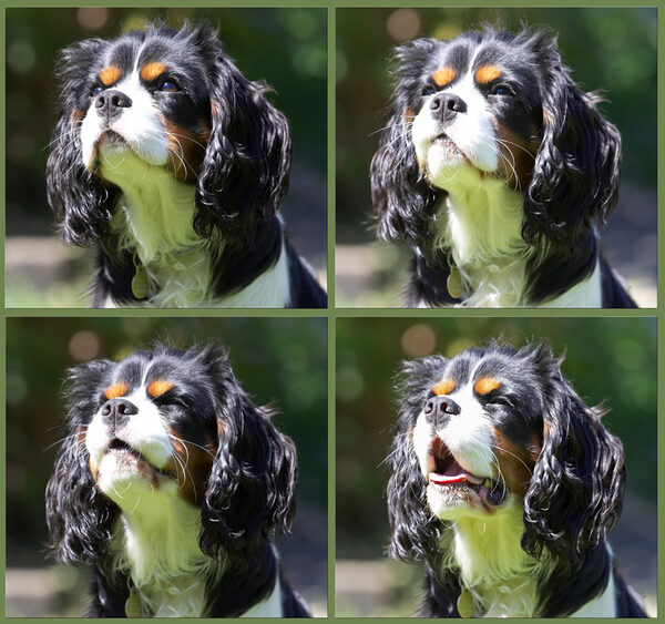 My gallery of funny faces