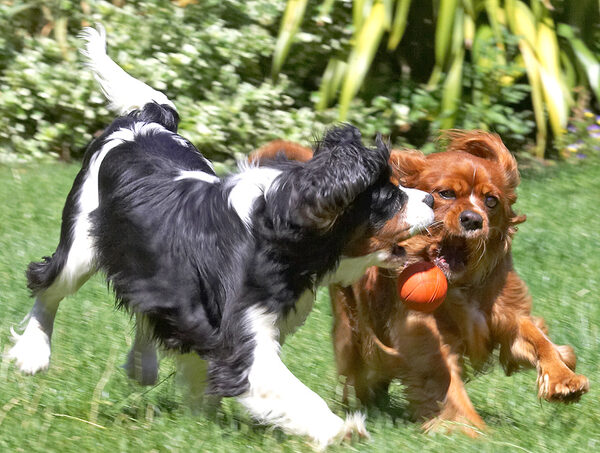 I want the ball!