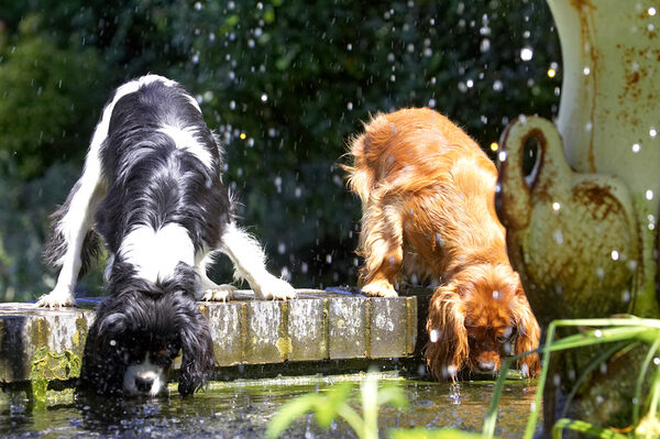 Mmmm, who wants clean water when there's pond life