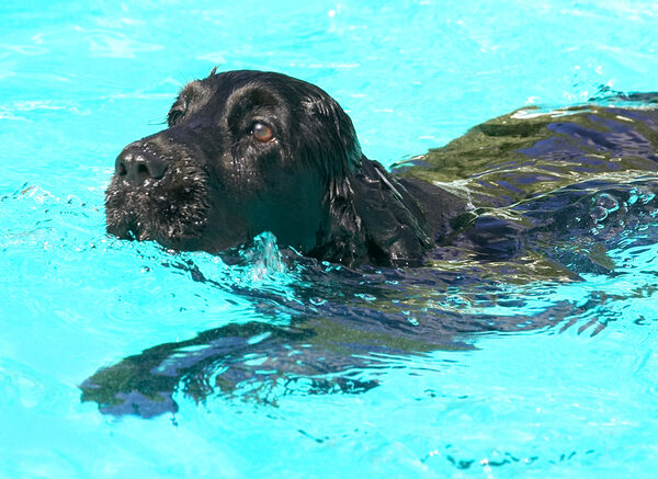 Aren't I an elegant swimmer