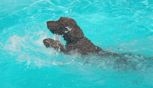 Doggie paddle demonstration