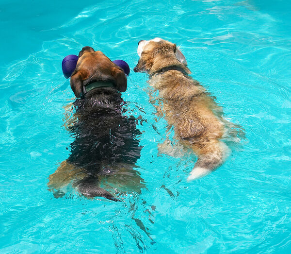 Synchronised swimming