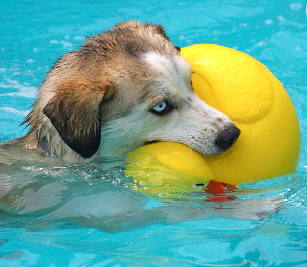 Hey, look, a duck!