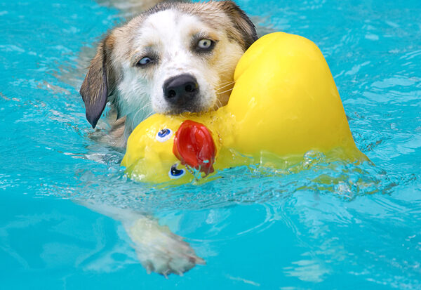 I'm saving this duck