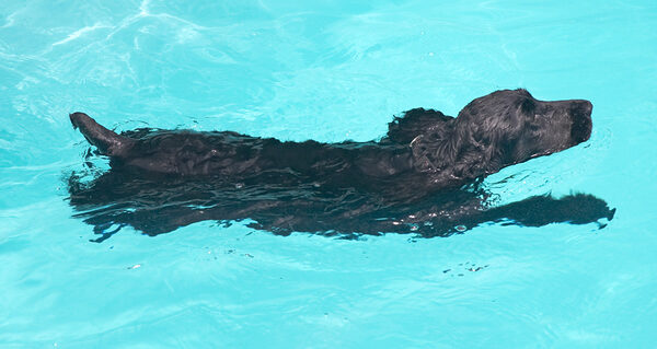 Do you know that one minute of swimming is equal to one mile of walking?