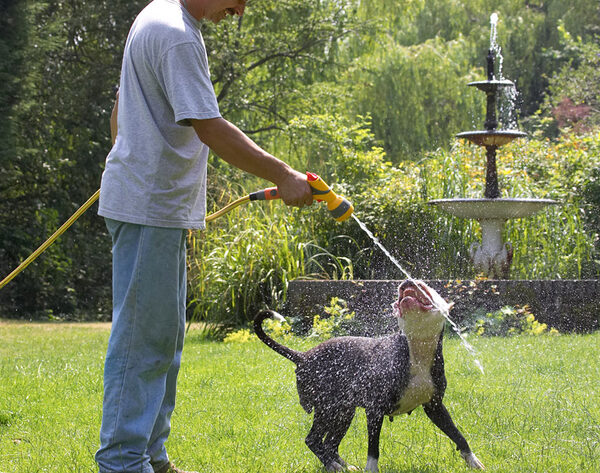 This beats lapping water out of a bowl