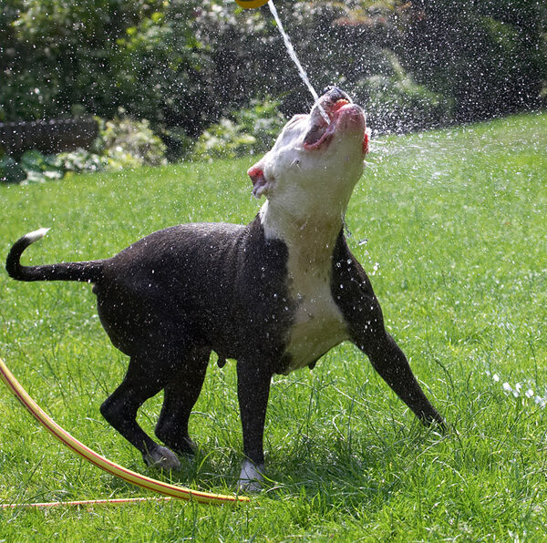 Perfect shot