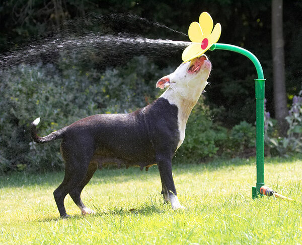 Where'd the water go?