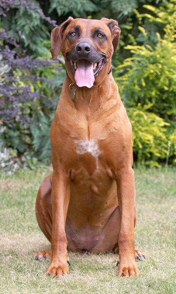Look, I can sit just like Hingi
