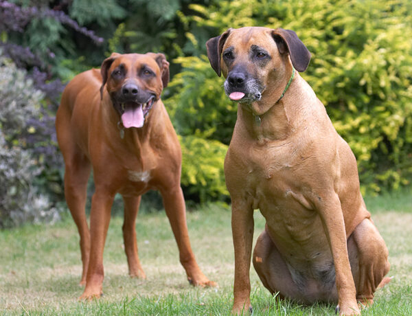What a handsome pair