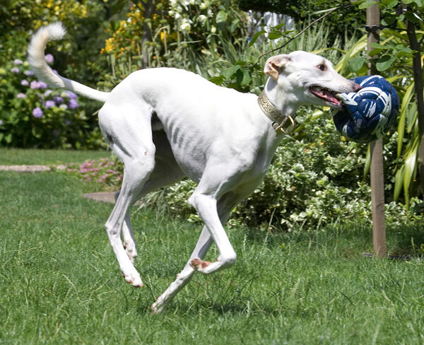 Look, I'm like a graceful racehorse and horses can't carry balls!