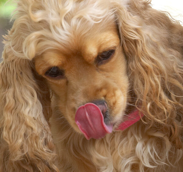 Wow, I can almost reach my eyes with this tongue!