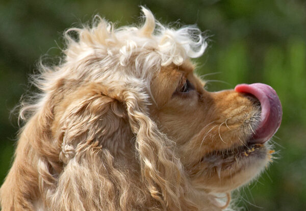 Still working that tongue