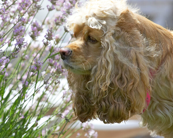 Hey, this lavender smells good