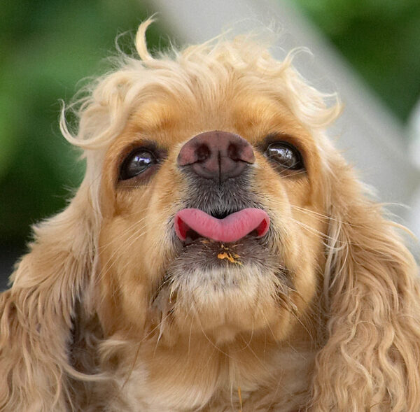 I know this looks rude but I just gotta get the rest of this peanut butter