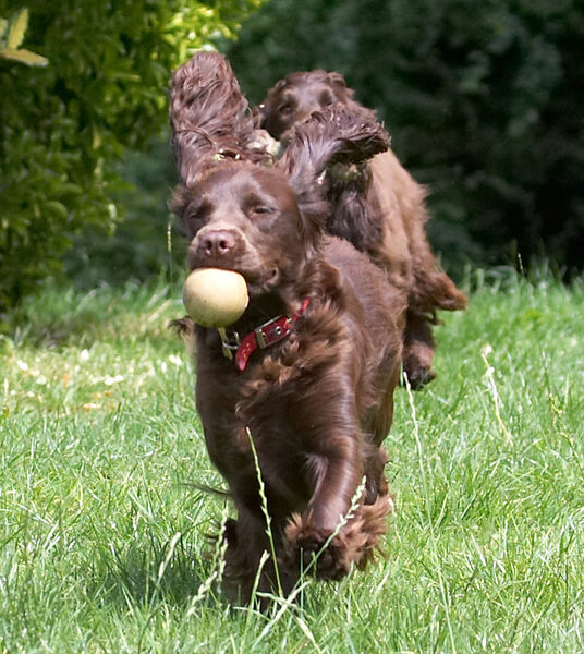 I got the ball!