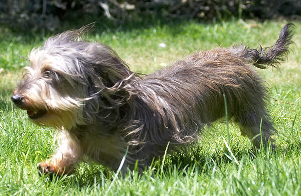 I may be small but I can run!
