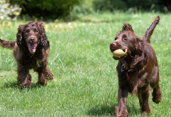 Irrepressible as only puppies can be!