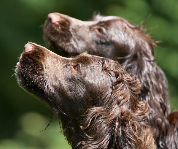 We know how to tug at heart strings