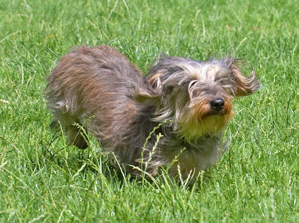 Blimey, this grass is almost as tall as me