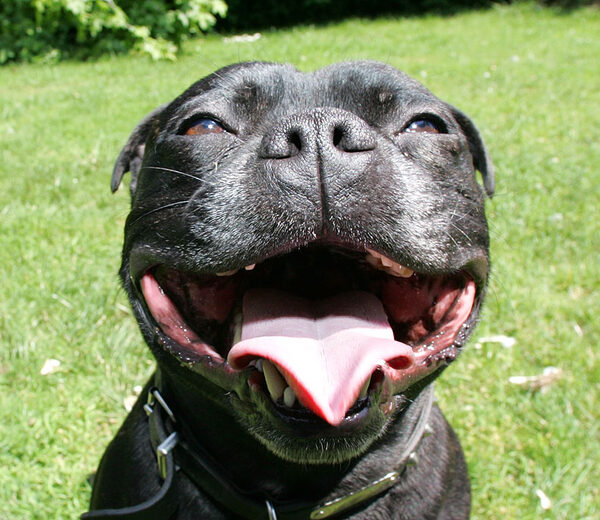 Lennox -- Smiling