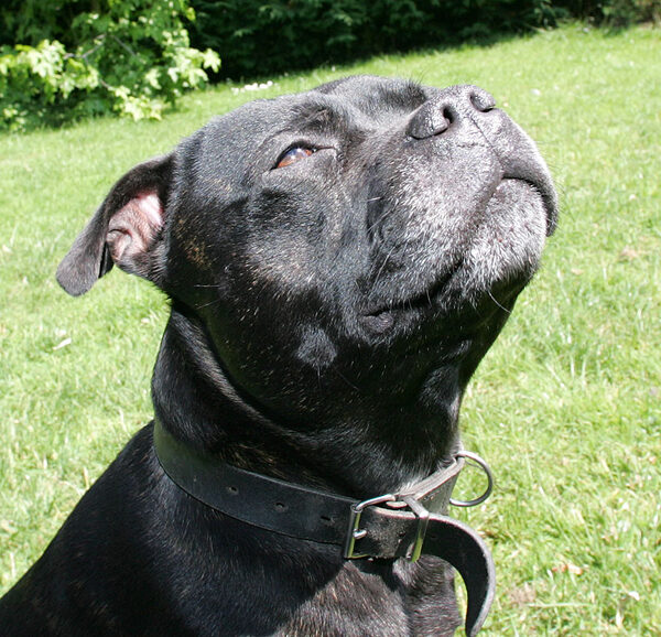 Lennox Enjoying The Sunshine