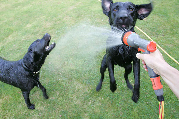 Harvey and Buddy and The Garden Hose