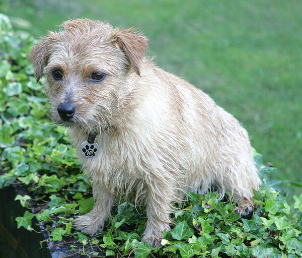 Teddy -- Looking Cute