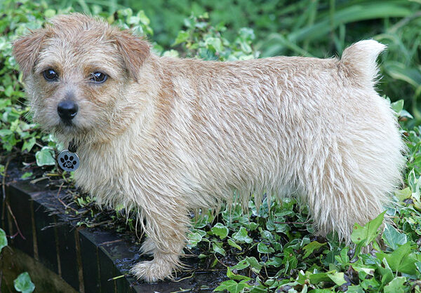Teddy In The Ivy
