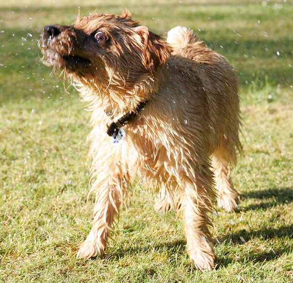 Teddy Rotating Off The Water