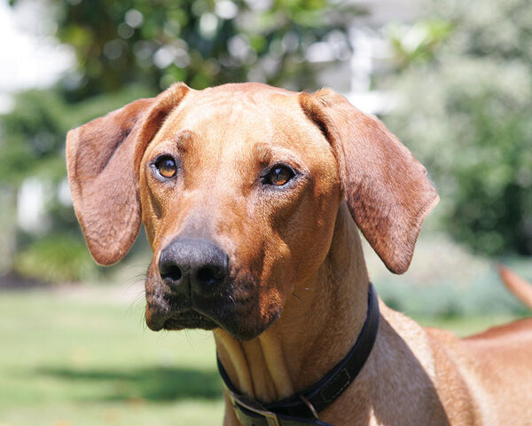 Kila The Ridgeback
