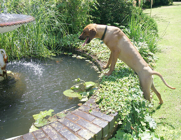 Simba Looking For Fish