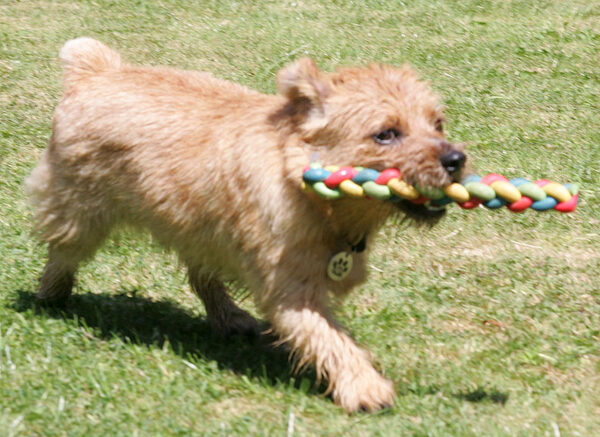 Teddy and the Rainbow Toy