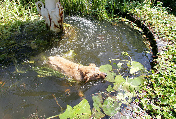 Teddy Swimming in the Fountain